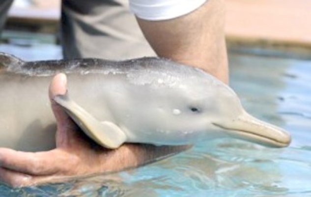 Pui de delfin de doar o zi, salvat de pe plajă